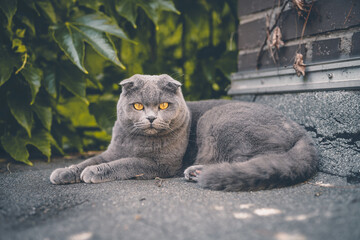 Scottish Fold Katze macht eine Pause im Garten © Ivan