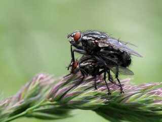 Grosse graue Fleischfliege - Paarung