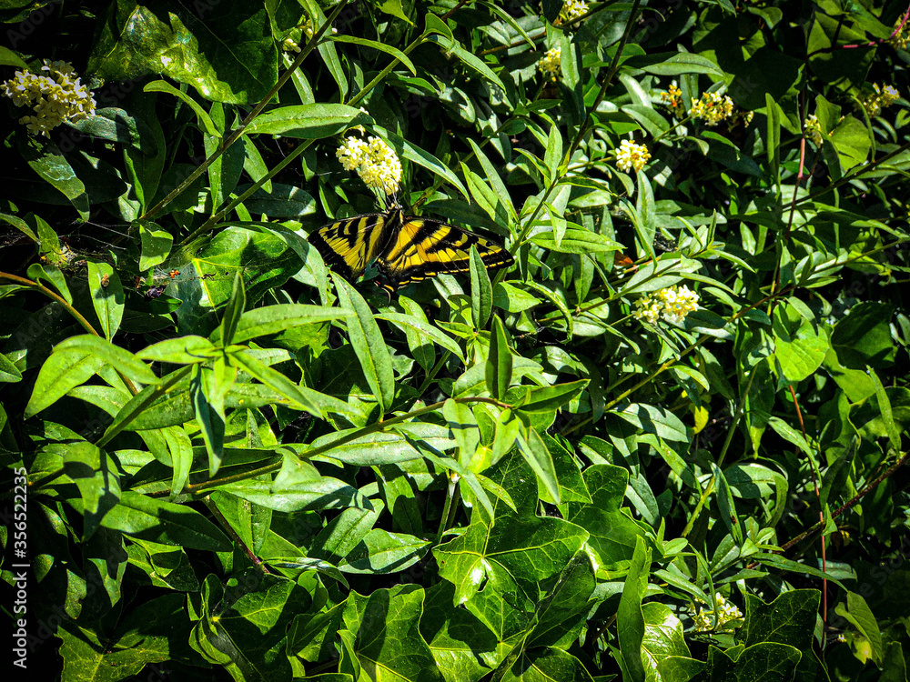 Wall mural butterfly on hedge