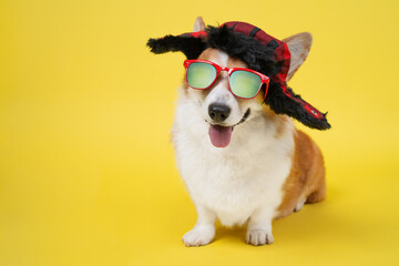 Funny smiling welsh corgi pembroke or cardigan dog in warm winter hat with earflaps and sunglasses with polarizing lenses personifying russian style on yellow background, copy space for advertising