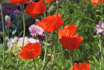 red blooming poppies flowers in green vegetation in nature