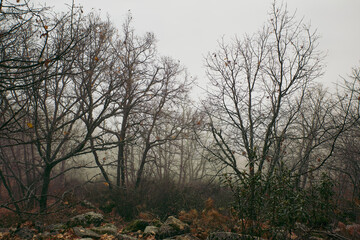 bosque de robles otoño árbol niebla 