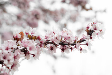 Rama de almendro en flor sobre fondo blanco