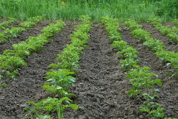 Fototapeta na wymiar a row of green potato bushes in the gray earth in the vegetable garden