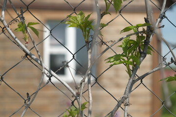 Wood country house with white window behind the wire mesh fence with climbing grape plant