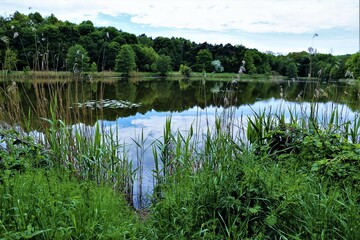 staw w parku, jeziorko, lake, pond, las, park © Pawel