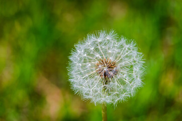 Single dandelion seed head on green blurry 
background