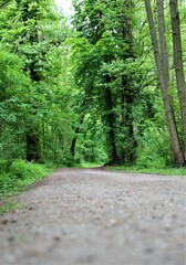 leśna droga, ścieżka, path, forest