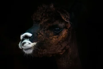 Deurstickers close up of a llama / alpaca with black background © Vania