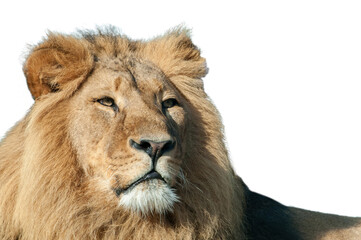 Portrait of proud lion isolated on white background