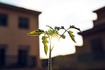 Green branches of growing tomato in garden