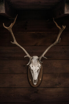 Deer white skull with horns skull attached to wooden wall in countryside house in Cantabria
