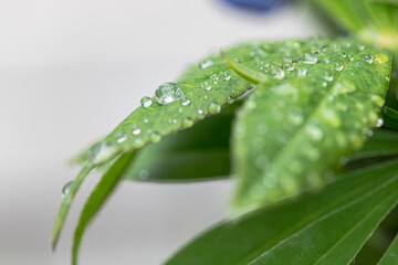 Fototapeta premium Rain drops on green leaves 
