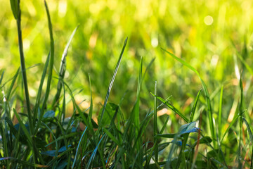 Close-up green grass: morning in nature away from the metropolis, sunny day. High quality photo
