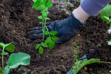 Farmer's hands planting a tomato seedling in the vegetable garden