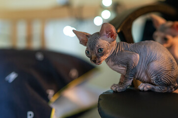 Alert aggressive purebred Sphynx cat prepared for attack looking away in light room