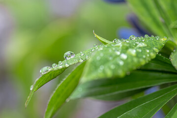 Rain drops on green leaves

