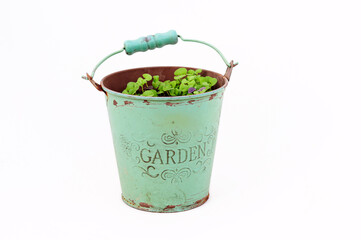 Fototapeta na wymiar Basil seedling plant in a mint green planting pot isolated on white