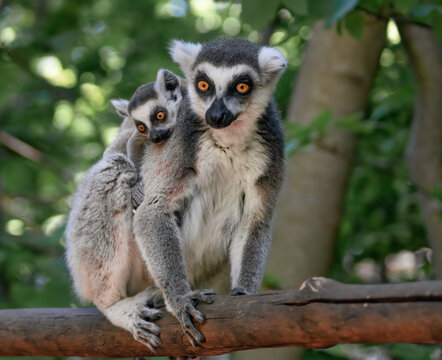 Katta mit Baby auf dem R&uuml;cken