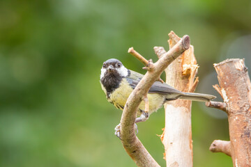 white tailed tit on branch