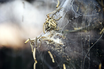 A processionary insect tent (Thaumetopoea pityocampa) with larvae that collects on the bottom of the tent. It is one of the most destructive species for trees and animals, dangerous for the dog.