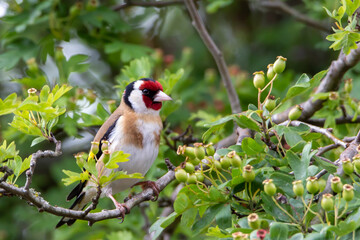 goldfinch on the green tree