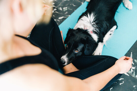 From above of cute fluffy dog lying on mat and looking at female owner sitting in lotus pose and meditating during yoga session at home