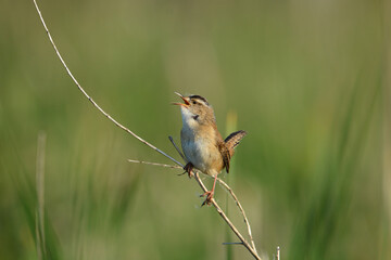 Marsh Wren perched on a twig singing