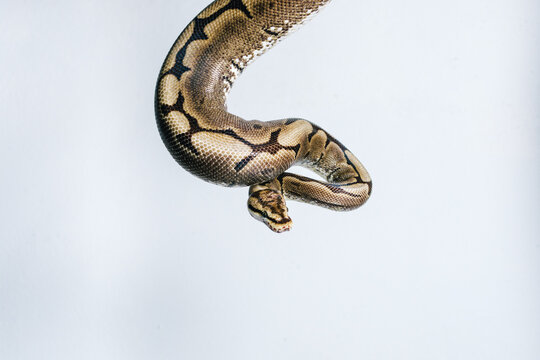 Snake wrapped around white wall