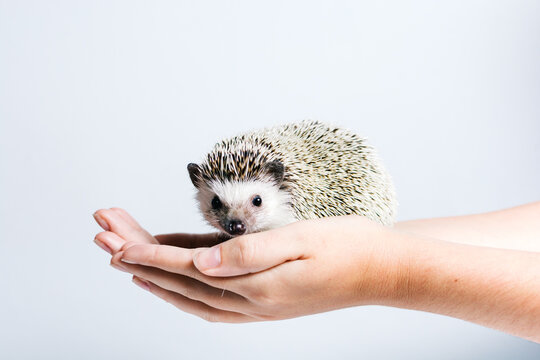 Side view of crop anonymous person holding cute little hedgehog in hands against white background