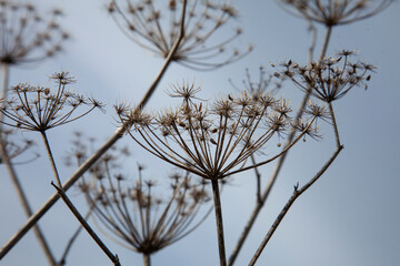 Dry wild flowers shot from below looking up toward the blue sky