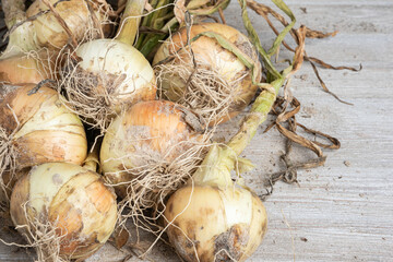 An Unearthed Harvest Of Sweet Onions