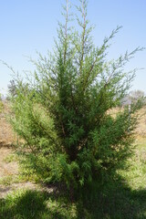 pino verde 