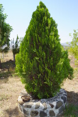 pino con muchas piñitas frescas