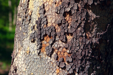 coniferous tree bark with rough texture 