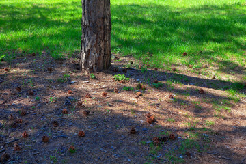 Fototapeta premium coniferous cones are around the tree trunk