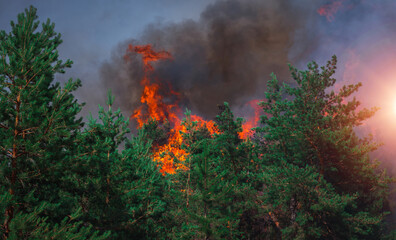 Fototapeta na wymiar wildfire at sunset, burning pine forest .