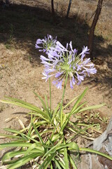 agapando morado