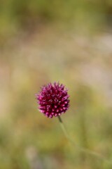 purple thistle flower