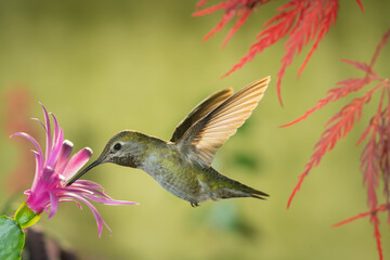 Fototapeta na wymiar Hummingbird visiting pink flower under red dragon Japanese maple