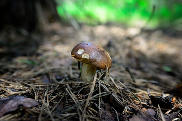 edible mushrooms in the forest. summer forest.
