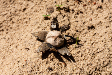 Rare kind of mushroom that grows on sandy plains and forms a little star.