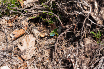 Dead deer on the field where army use to train and shoot.