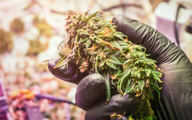 Cropped Hands in black gloves trimming medical Cannabis Marijuana buds prepare for drying