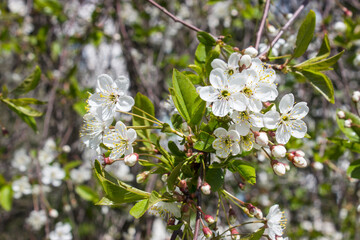 White flowering cherry branch on a clear day, fresh background