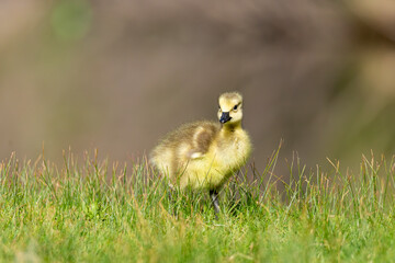 Canadian goose gosling in the grass