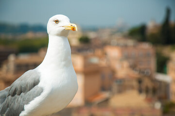 Seagull in the city. Closeup of big white headed albatross onleft side with view from Roman forums in background. Palatino hill. Italian capital panoramic view. Wild animals in urban landscape. 