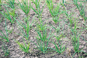 young green onions planted in rows