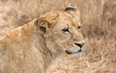 Close up of a Lion, Tanzania