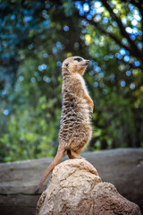 Fototapeta premium Small meerkat standing on the end of a rock